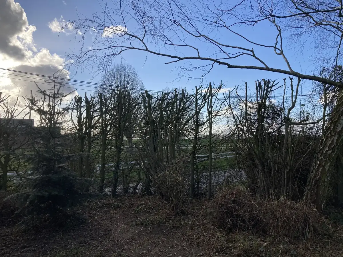 Élagage & abattage d'arbres